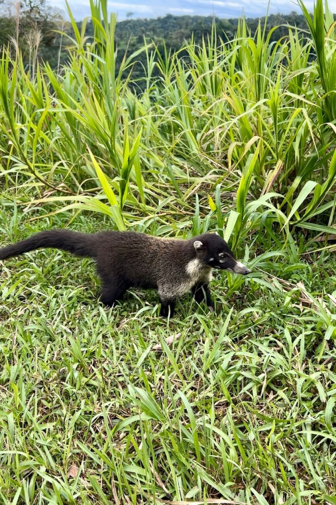 white nose caoti