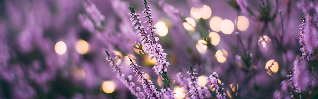 15 date ideas in Hertfordshire